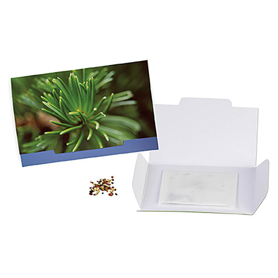 Flower-Card mit Samen - Fichte