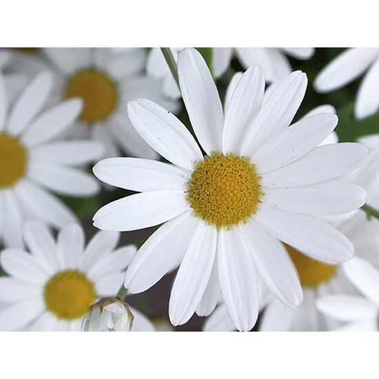 Flower-Card mit Samen - Margerite