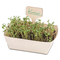 Pflanz-Set - 2er-Set - Sommerblumenmischung / Sonnenblume