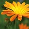 Tontöpfchen-Blume mit Samen - Ringelblume