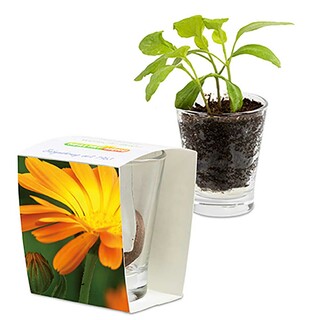 Caffeino-Glas mit Samen - Ringelblume