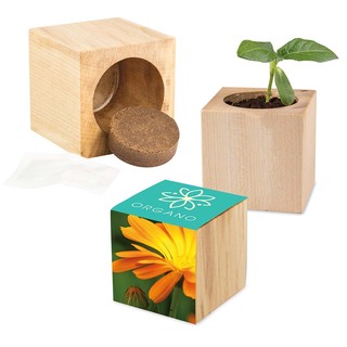 Pflanz-Holz Maxi mit Samen - Ringelblume, 2 Seiten gelasert
