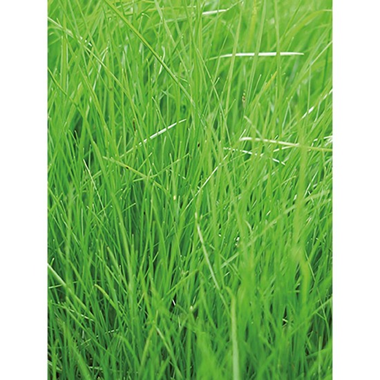Pflanz-Holz rund mit Samen - Gras