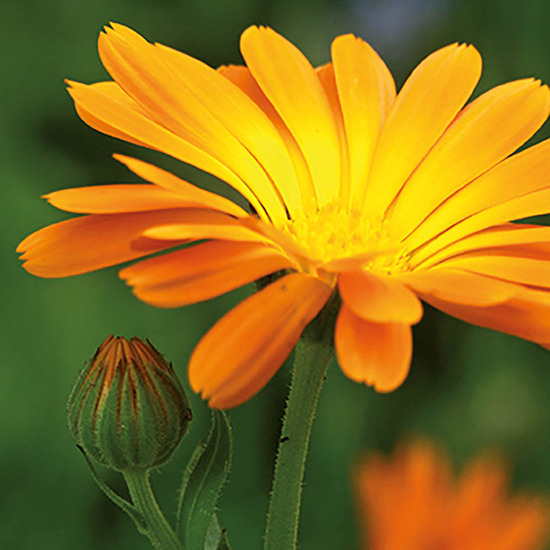 Pflanz-Kork rund mit Samen - Ringelblume, Lasergravur