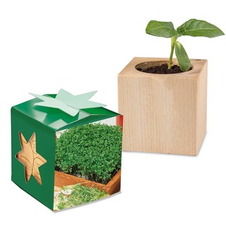 Pflanz-Holz Star-Box mit Samen - Gartenkresse