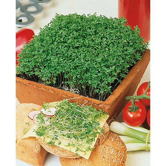 Pflanz-Holz Star-Box mit Samen - Gartenkresse