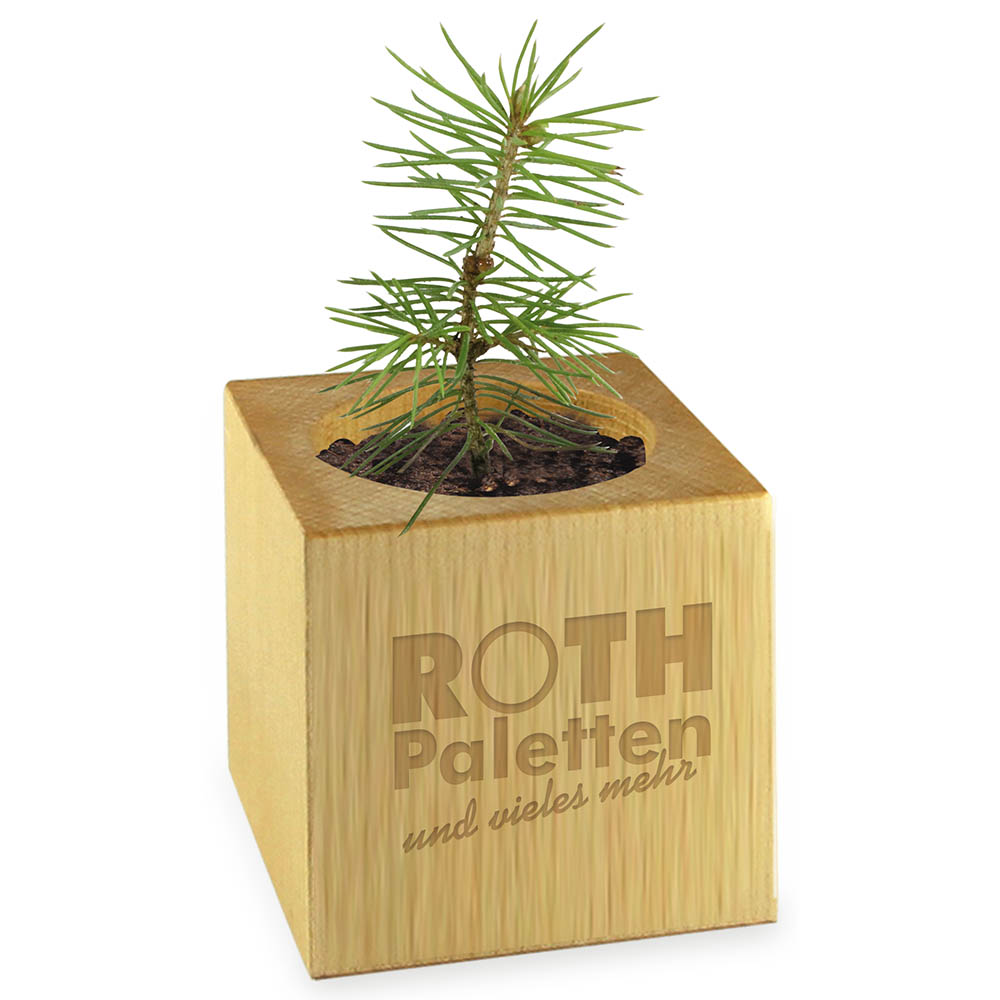 Pflanz-Holz Star-Box mit Samen - Vergissmeinnicht, 2 Seiten gelasert