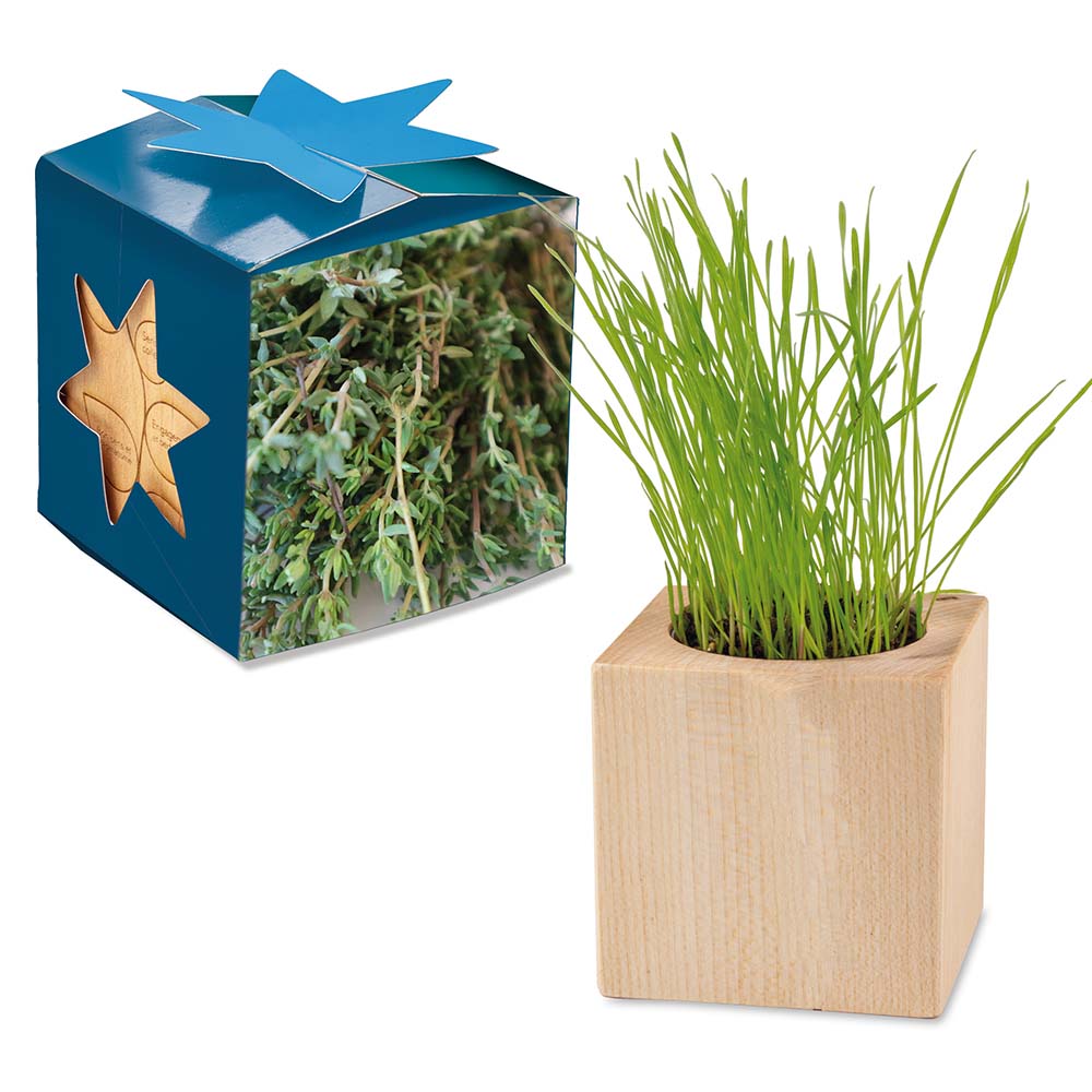 Pflanz-Holz Maxi Star-Box mit Samen - Thymian, 1 Seite gelasert