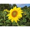Pflanz-Holz Büro Star-Box mit Samen - Sonnenblume, 1 Seite gelasert