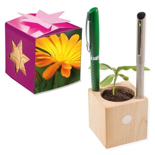 Pflanz-Holz Büro Star-Box mit Samen - Ringelblume, 2 Seiten gelasert