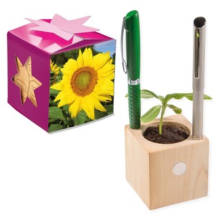Pflanz-Holz Büro Star-Box mit Samen - Sonnenblume, 2 Seiten gelasert