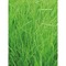 Florero-Töpfchen mit Samen - schwarz - Gras