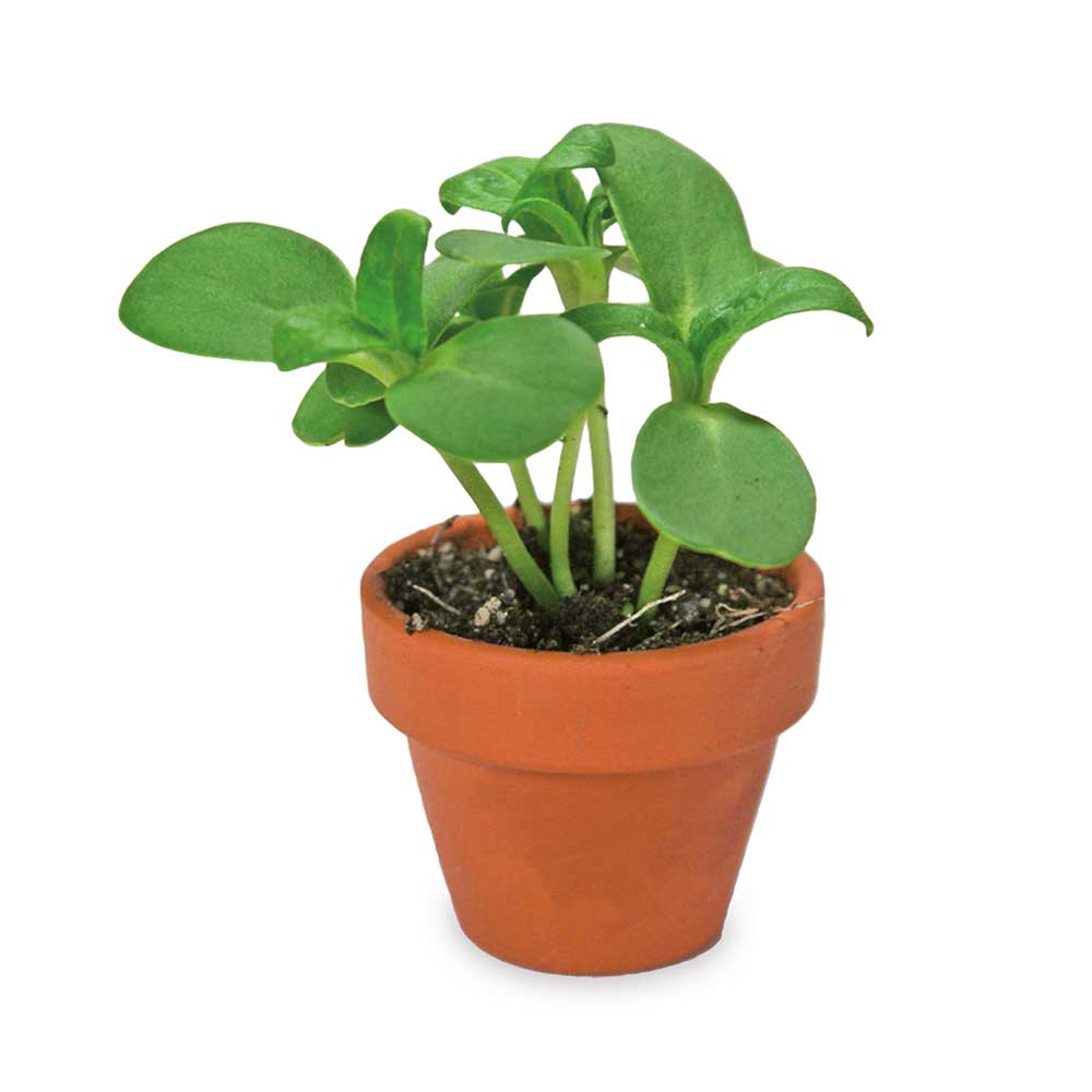 Pflanzen-Mix Winter-Set  - mit Digitaldruck