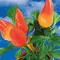 Pflanzeimerchen mit Samen - Gewürzpaprika