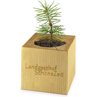 Pflanz-Holz Xmas mit Fichtensamen - Fichte, 1 Seite gelasert
